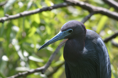Egretta caerulea