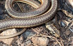Psammophis notostictus