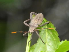 Elasmopoda alata