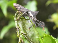 Elasmopoda alata
