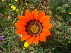 Gazania rigida