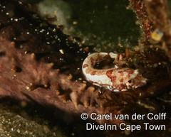 Apletodon pellegrini