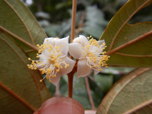 Ironwood (Rhodomyrtus trineura)