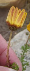 Ursinia dentata