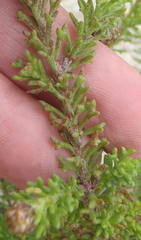 Ursinia dentata