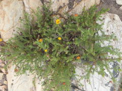 Ursinia dentata