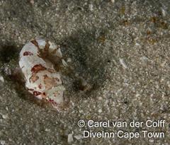 Apletodon pellegrini