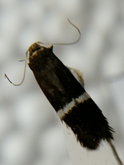 Aproaerema cinctella