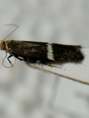 Aproaerema cinctella