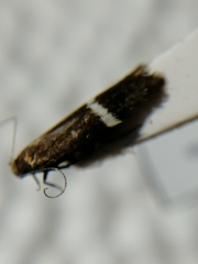 Aproaerema cinctella