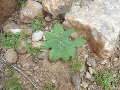 Pelargonium moniliforme