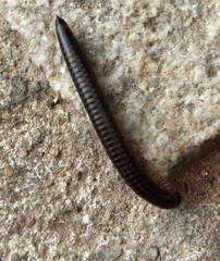 Orthoporoides