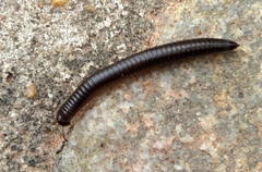 Orthoporoides