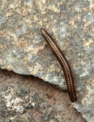 Orthoporoides