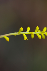 Synaphea gracillima