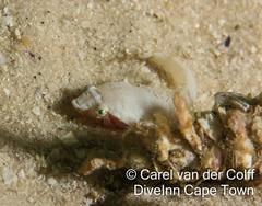 Apletodon pellegrini