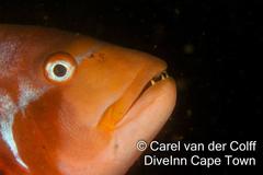 Chrysoblephus laticeps