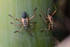 Notobitus meleagris