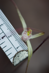 Caladenia validinervia