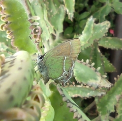 Callophrys xami