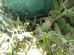 Callophrys xami