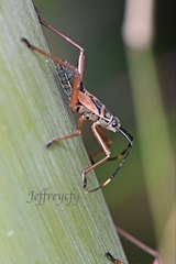 Notobitus meleagris