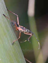Notobitus meleagris