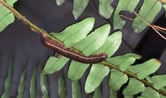 Callopistria floridensis