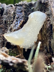 Pseudohydnum orbiculare