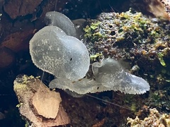 Pseudohydnum orbiculare