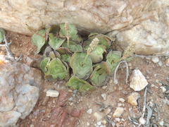 Crassula pseudohemisphaerica