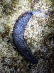 Holothuria leucospilota