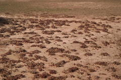 Limonium kraussianum