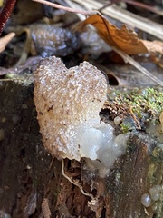 Pseudohydnum orbiculare