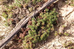 Limonium kraussianum