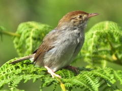 Cisticola fulvicapilla fulvicapilla