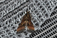 Diasemia