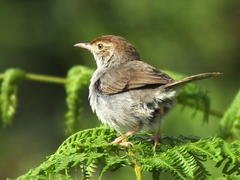 Cisticola fulvicapilla fulvicapilla