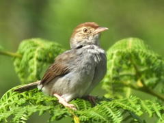 Cisticola fulvicapilla fulvicapilla