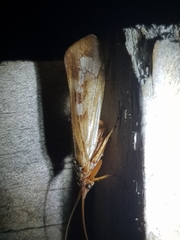 Limnephilus marmoratus