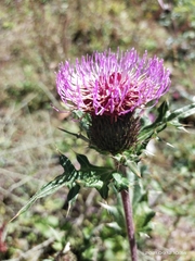 Cirsium verutum
