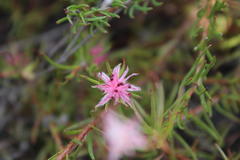 Diastella proteoides