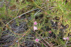 Diastella proteoides