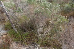 Diastella proteoides