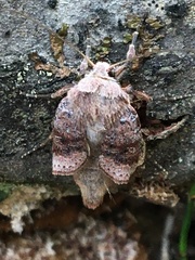 Parastichtis suspecta