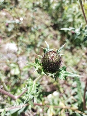Cirsium verutum