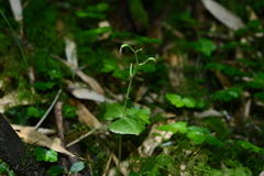 Neottia meifongensis