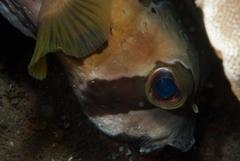 Diodon liturosus