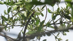 Phoradendron crassifolium