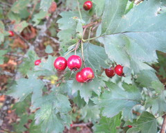 Crataegus ucrainica